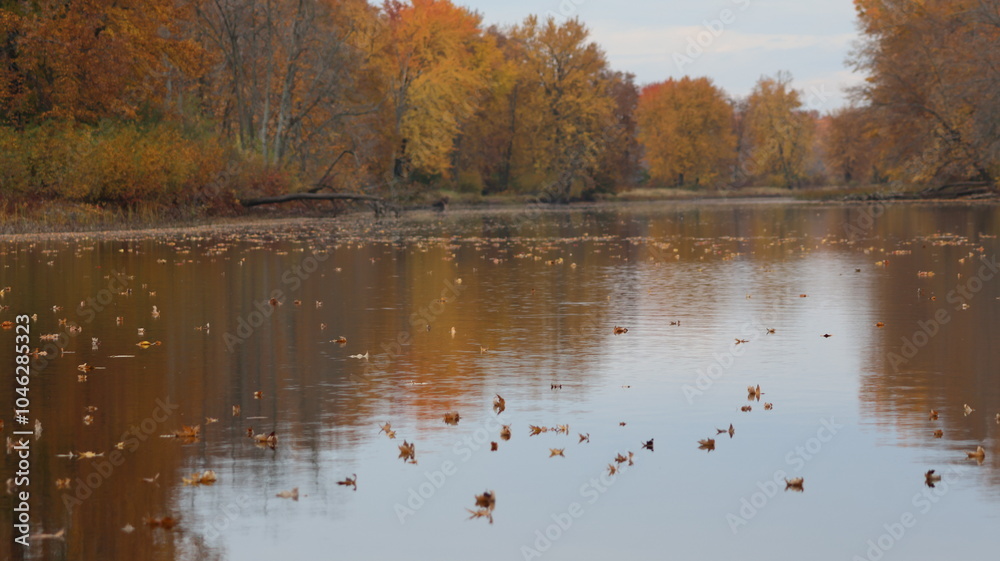 Fototapeta premium autumn in the park