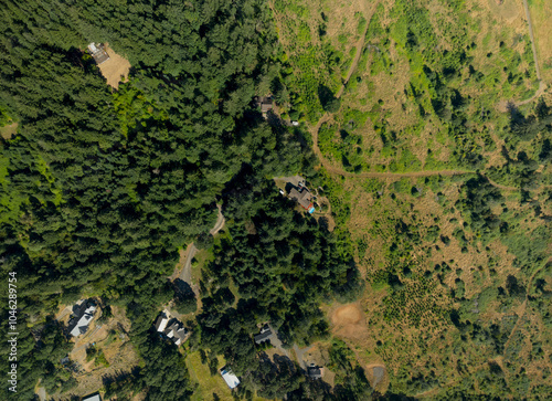 A forest with a house in the middle photo