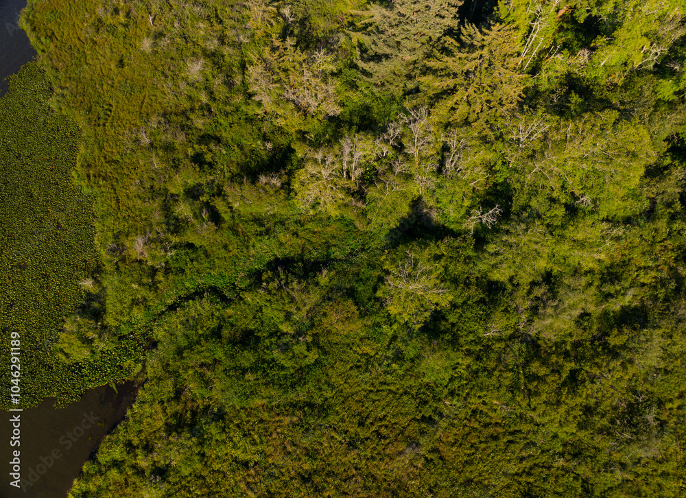 A lush green forest with a river running through it A lush green forest with a river running through it