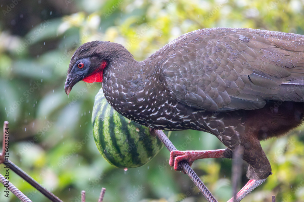 Obraz premium A Crested Guan in Costa Rica
