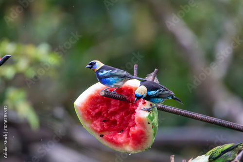 A Golden hooded Tanager in Costa Rica photo