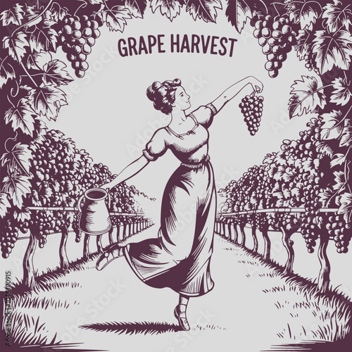 Cheerful young woman harvesting grapes in vineyard.