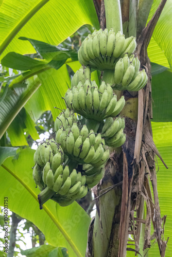 A bunch of fresh, green, unripe bananas is hanging on a banana tree. It is locally known as Kacha Kola in Bangladesh. photo