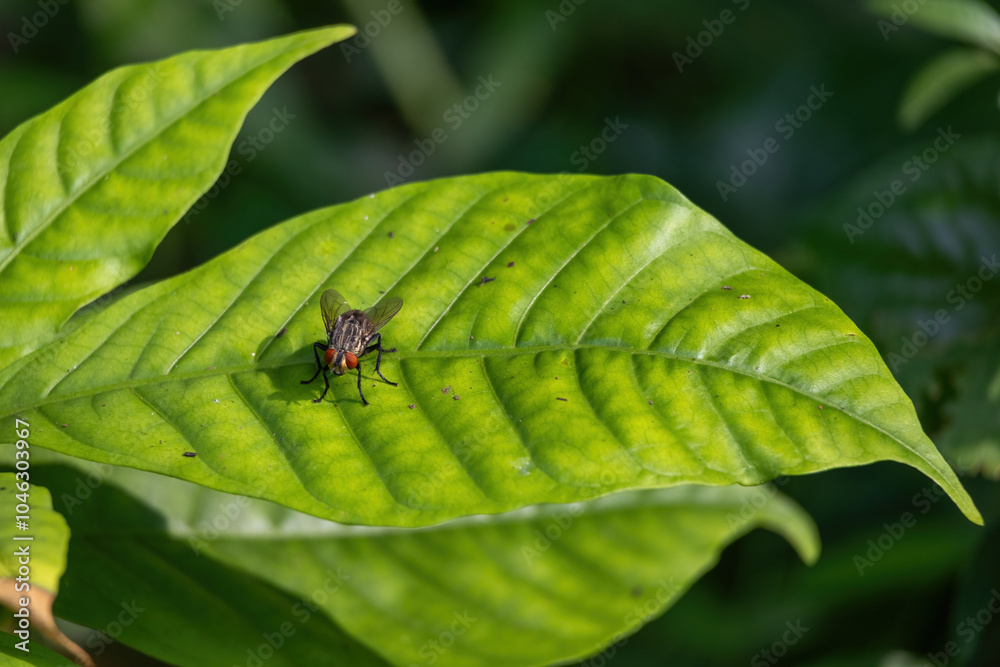 A common flesh fly, captured in a close-up shot, resting on a green leaf outdoors. A glimpse into insect life A common flesh fly, captured in a close-up shot, resting on a green leaf outdoors. A glimpse into insect life