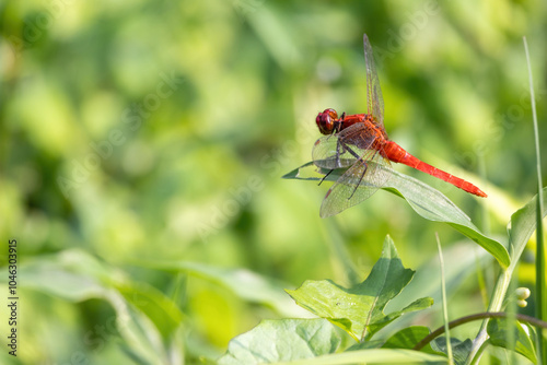 A beautiful red dragonfly perched on the tip of a green grass blade in nature. This is an outdoor activity of insects.