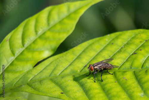 A close-up view of a flesh fly, a common insect, on a green leaf in its natural environment. photo