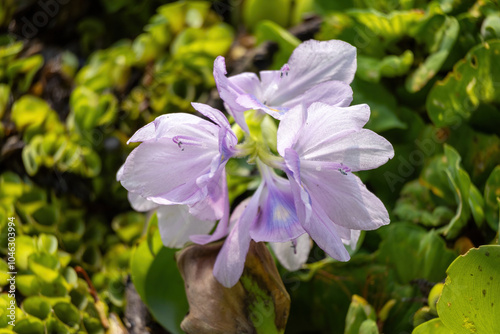 Close-up view of a common water hyacinth flower. photo