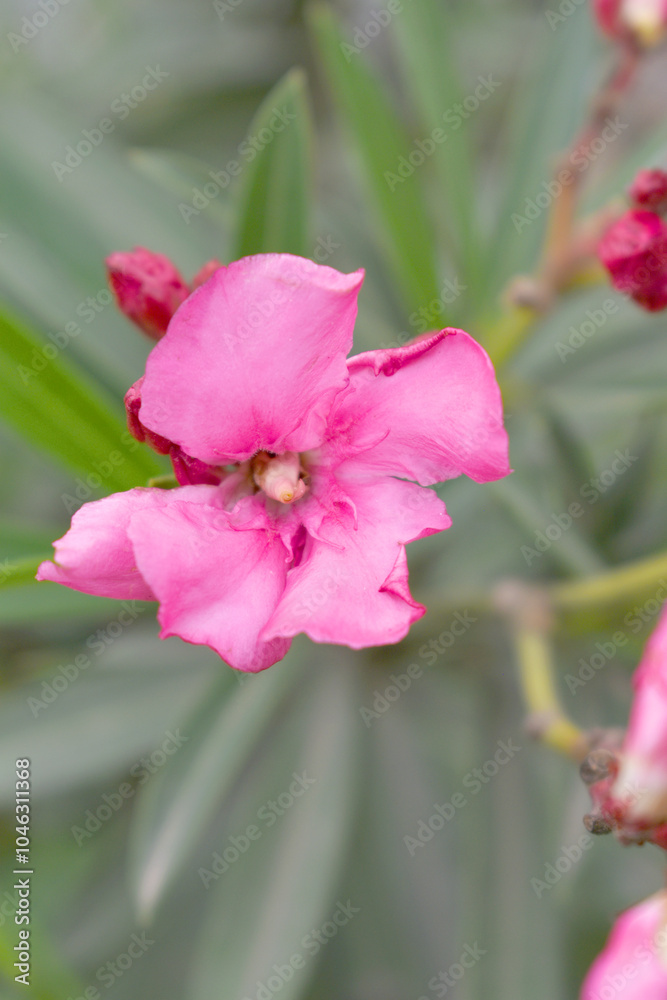 Obraz premium Nerium oleander in bloom, Pink siplicity bunch of flowers and green leaves on branches, Nerium Oleander shrub Pink flowers, ornamental shrub branches in daylight, bunch of flowers closeup