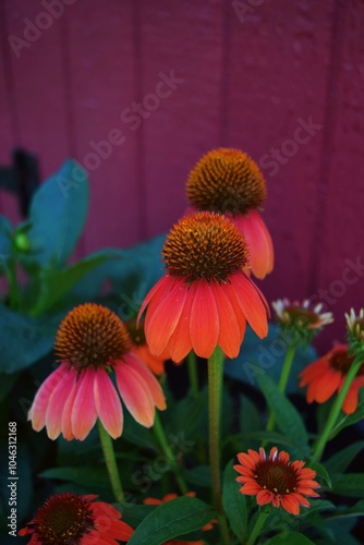 Vibrant Cone Flowers in Full Bloom: Nature's Colorful Garden Display