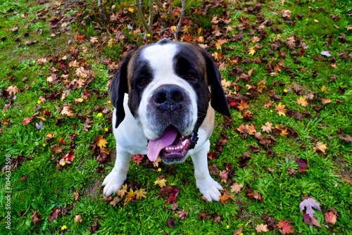 Adorable Saint Bernard Dog Amidst Vibrant Fall Leaves: Autumn Canine Bliss