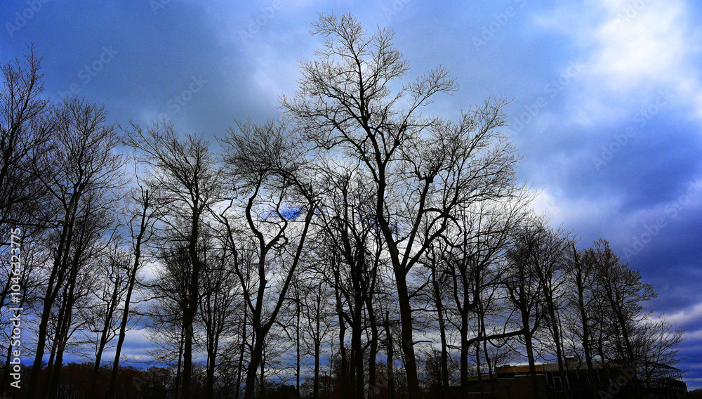 Obraz premium 枝に不安な厚い雲