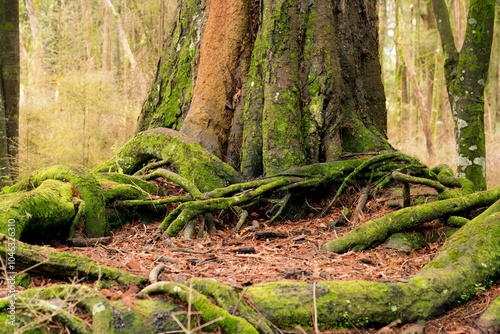 Old Tree Trunk with Exposed Roots in Forest Ground - Natural Woodland Scene