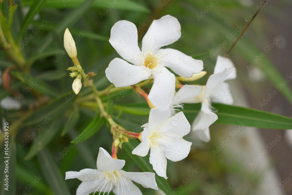 Nerium oleander in bloom, White siplicity bunch of flowers and green leaves on branches, Nerium Oleander shrub white flowers, ornamental shrub branches in daylight, bunch of flowers closeup Nerium oleander in bloom, White siplicity bunch of flowers and green leaves on branches, Nerium Oleander shrub white flowers, ornamental shrub branches in daylight, bunch of flowers closeup