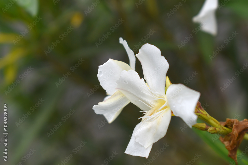 Obraz premium Nerium oleander in bloom, White siplicity bunch of flowers and green leaves on branches, Nerium Oleander shrub white flowers, ornamental shrub branches in daylight, bunch of flowers closeup