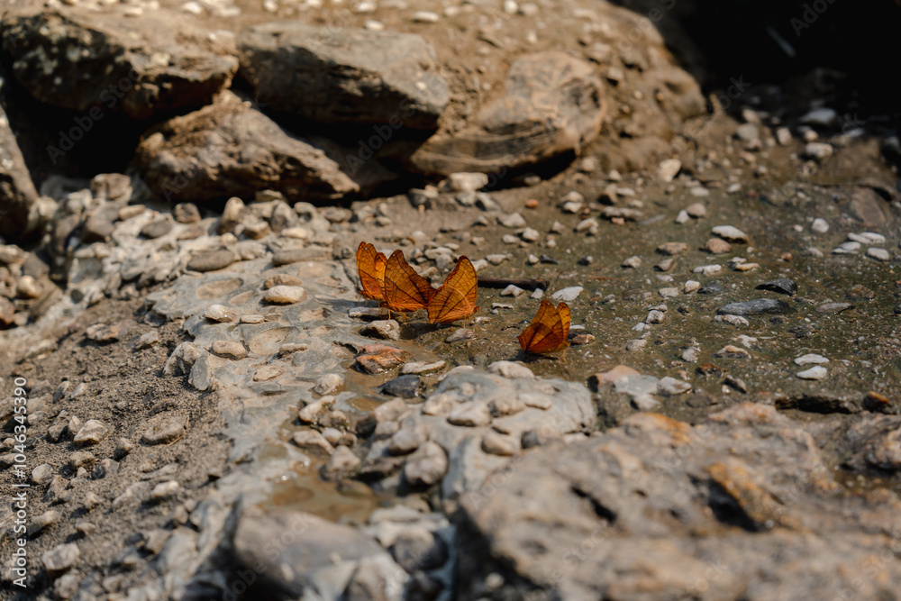 butterfly on the rocks butterfly on the rocks