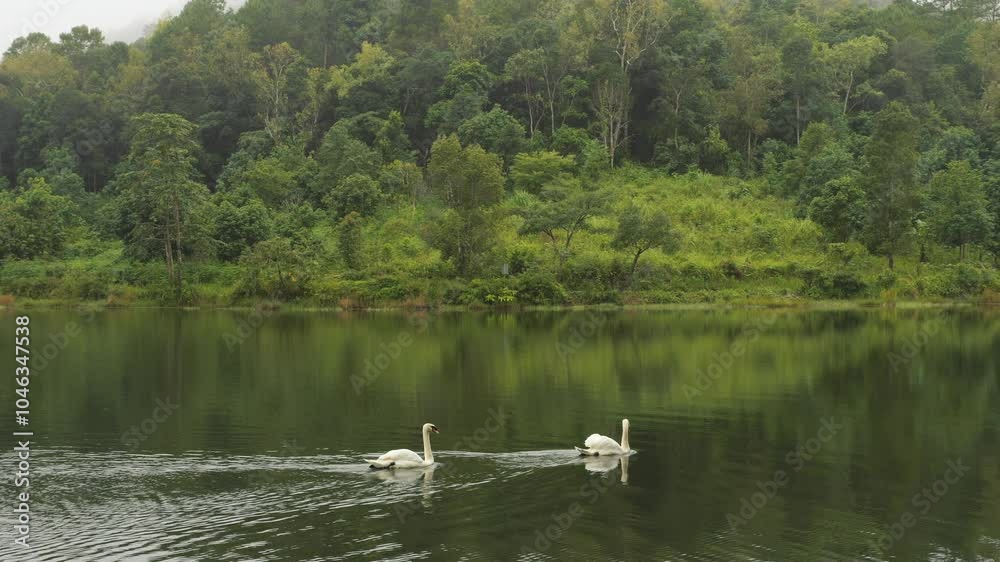 Two White Swans Gracefully Swimming on a Misty Lake in the Morning, Surrounded by Lush Green Trees and Forest, Tranquil Nature Scene in Northern Thailand Two White Swans Gracefully Swimming on a Misty Lake in the Morning, Surrounded by Lush Green Trees and Forest, Tranquil Nature Scene in Northern Thailand