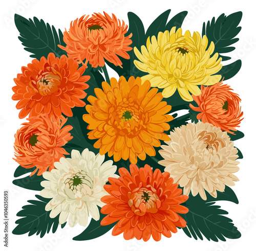 Gorgeous Chrysanthemum flowers different colors bouuquet. Chrysanthemum ivector llustration on transparent background. Floral design element for cards, invitations. November birth month flower. photo