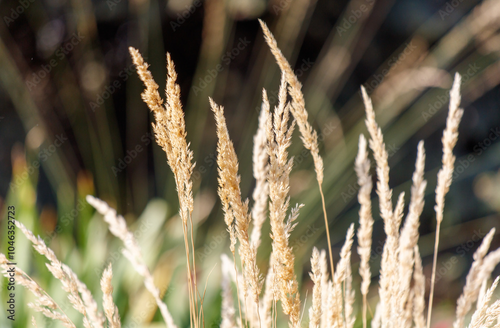 A field of dry grass with a few weeds in the background A field of dry grass with a few weeds in the background