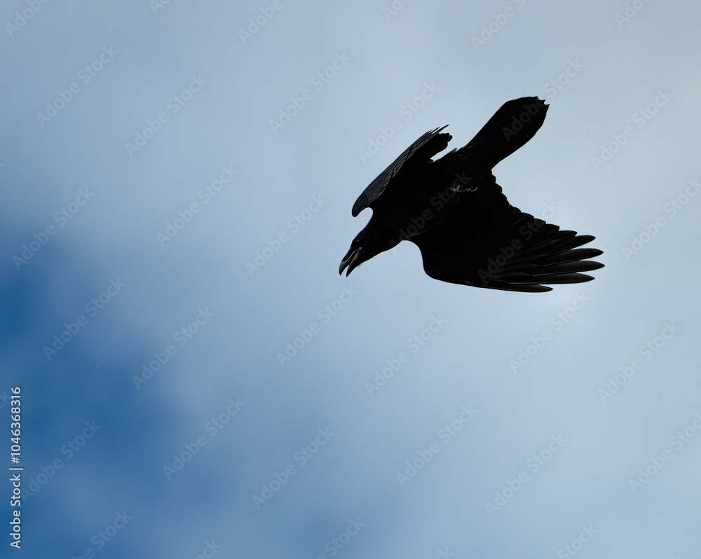 Fototapeta premium raven silhouette in flight on blue sky
