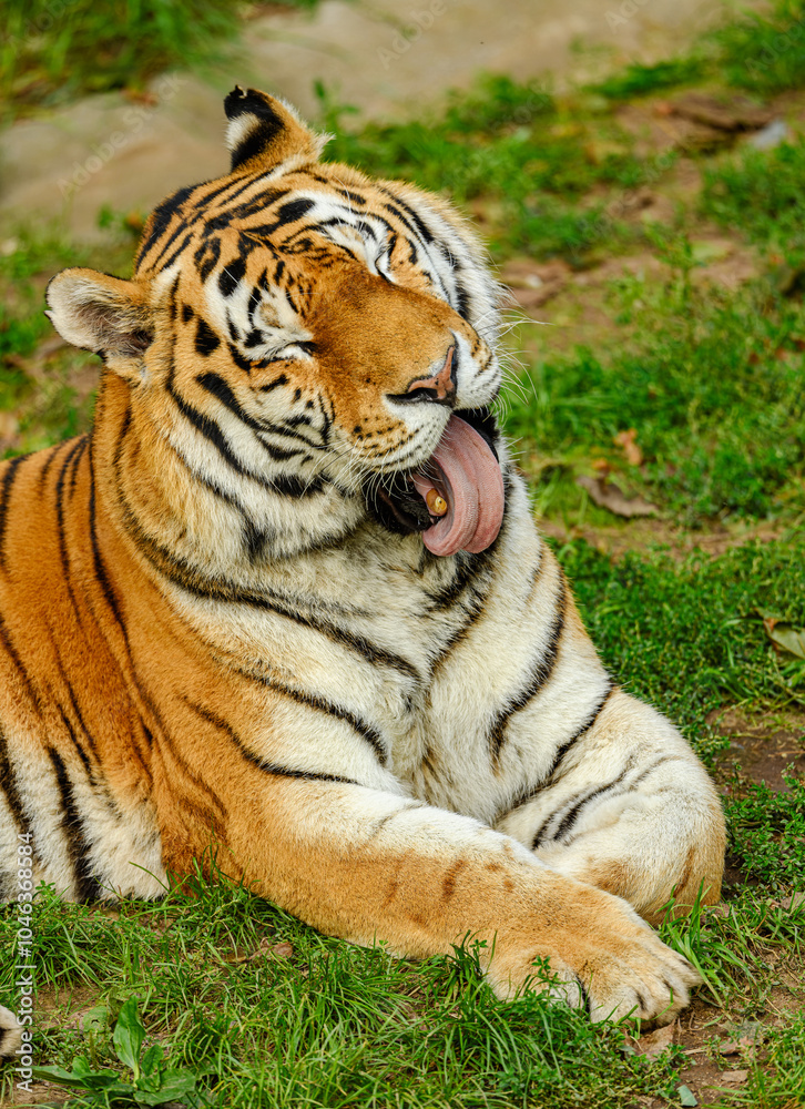 Amur or Siberian tiger (Panthera tigris altaica) Amur or Siberian tiger (Panthera tigris altaica)