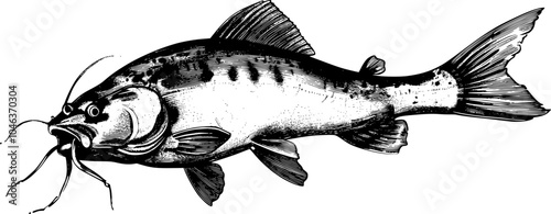 Black and white illustration of a catfish with whiskers. (1)