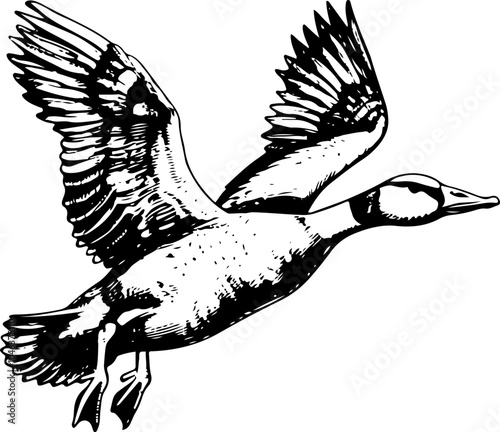 Black and white illustration of a goose flying with wings spread.