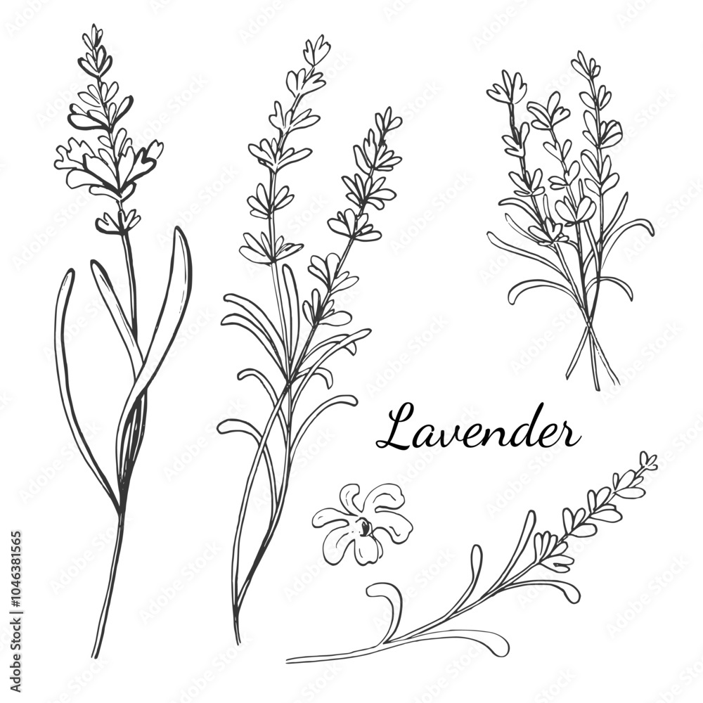 Sketch ink graphic lavender flowers set illustration, draft silhouette drawing, black on white line art. Botanical vintage etching floral design.