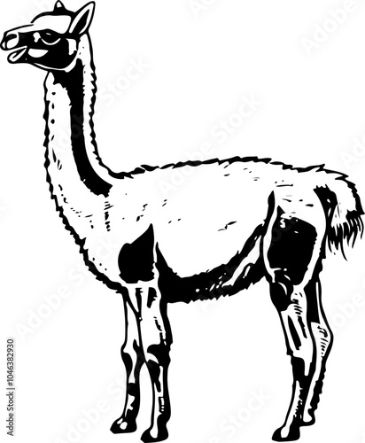 Black and white illustration of a llama with fluffy fur and a long neck.