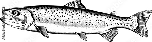 Black and white illustration of a trout with a dotted pattern.