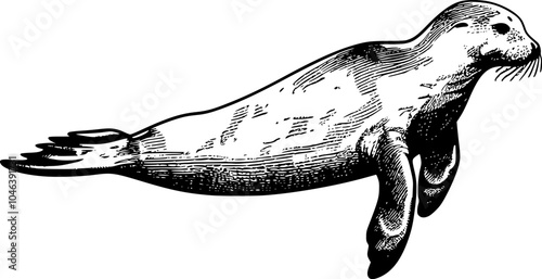 A black and white illustration of a seal swimming in the water. (1)