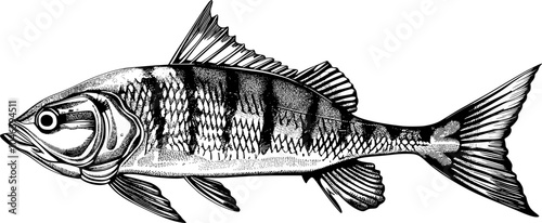 Detailed black and white drawing of a fish with scales, fins and tail.