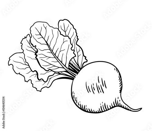 Beet engraving. Vegetables. Hand drawn vector illustration.