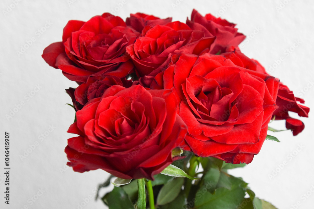 赤い薔薇 赤い薔薇