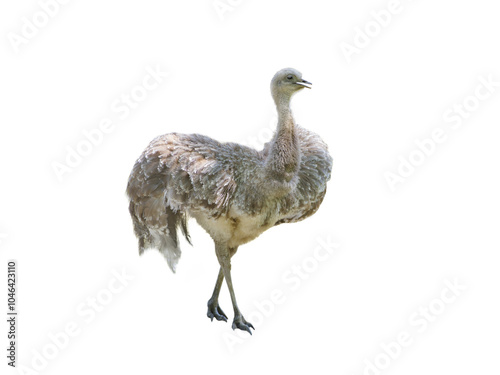 rhea ostrich one isolated on white background photo