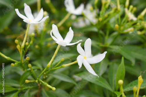 Jasminum sambac (Arabian jasmine or Sambac jasmine) is a species of jasmine native to tropical Asia, white flowers star shape on dark green background, closeup, small white flower, flowers blooming