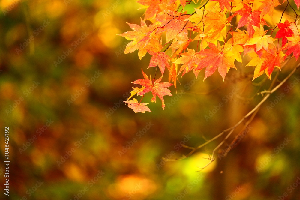 鮮やかな紅葉 鮮やかな紅葉