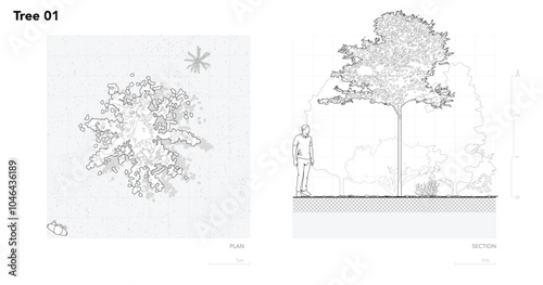 Architectural Drawings, Minimal style cad tree line drawing, Side view, plan and section forest outline symbol for landscape design drawing. Vector illustration in stroke fill in white.