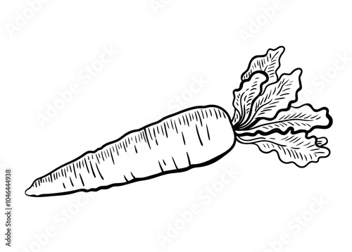 Carrot engraving. Vegetables. Hand drawn vector illustration.