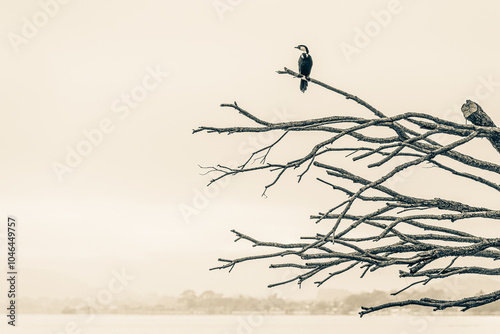 Tableau sur toile New Zealand Birds