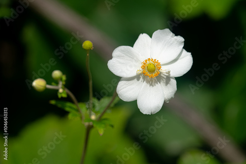 New Zealand Plants