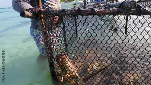 zoom out lobster inside trap in shalow water, Local Harvest caribbean sea Los Roques photo