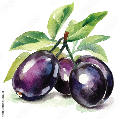 Jaboticaba fruit watercolor clipart illustration