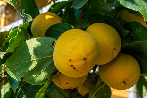 Several orange persimmon fruits among the leaves on a tree in the garden. photo