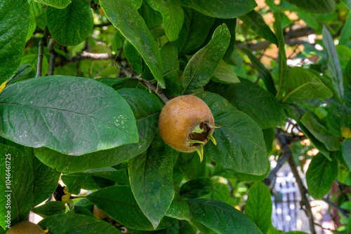 Brown rough fruit among leaves on a tree in the garden. Medlar, Mespilus germanica, Crataegus photo