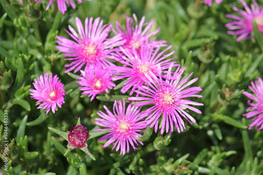 Image of pine needles blooming on the Daecheongcheon trail Image of pine needles blooming on the Daecheongcheon trail