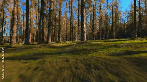 FPV aerial drone flying close to the green and yellow mossy ground in autumn woods by flying and gliding between trees in the forest. Golden hour and sun is shining and casting shadows on the ground. photo