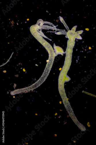 Hydra is a genus of small, fresh-water animals of the phylum Cnidaria and class Hydrozoa under the microscope for education. photo