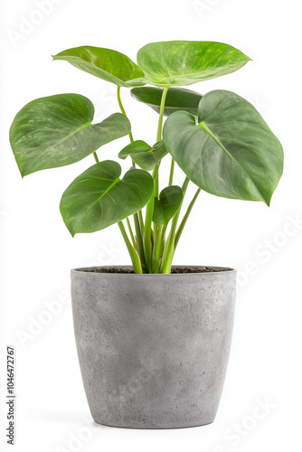 Monstera Plant in Grey Flowerpot on White Background