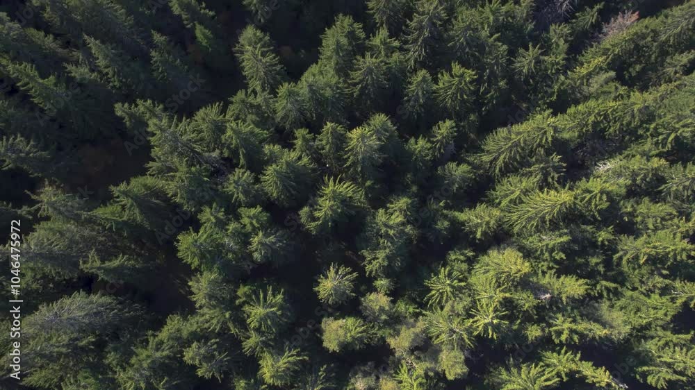 Elatia Forest (Karadere) Drama Greece, Aerial Bird Eye View of Dense Forest and Tall Trees Elatia Forest (Karadere) Drama Greece, Aerial Bird Eye View of Dense Forest and Tall Trees