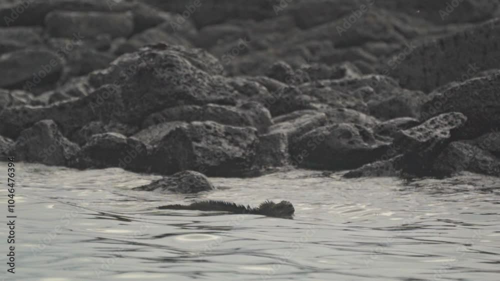 A unique video capturing a marine iguana swimming through the waters of the Galápagos Islands, Ecuador. A unique video capturing a marine iguana swimming through the waters of the Galápagos Islands, Ecuador.